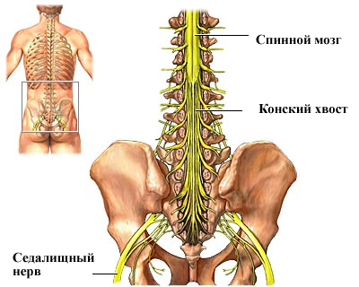 Конский хвост